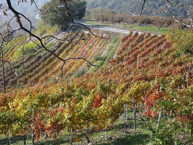Vila Cascina Sant'Eufemia Sinio Exteriér fotografie